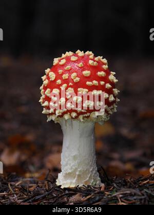 Der Fliegenpilz Amanita muscaria ist der klassische Märchenpilz, bekannt für seine psychoaktiven Wirkungen, zusammen mit anderen alarmierenden toxischen Symptomen Stockfoto