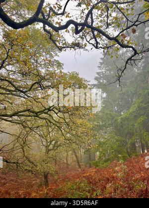 Nebelwälder, Laub- und immergrüner Wald im Herbst, mit rötlich-braunen Farnen und Nebel, die eine ruhige, stimmungsvolle Waldszene schaffen. Buckinghamshire, Großbritannien Stockfoto