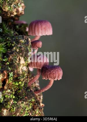 Ansammlung von Mycena meligena-Pilzen, die auf moosiger Rinde in einem feuchten Wald wachsen und zarte violette Kappen und schlanke Stiele zeigen Stockfoto