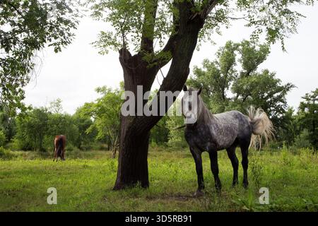 Das 86. Traditionsfest in San Antonio de Areco, Argentinien, vom 14. Bis 16. November 2025 umfasst Live-Musik, traditionelle Tänze, Volksmusik, Paraden und andere Aktivitäten im Gaucho-Stil. (Foto: Catriel Gallucci Bordoni/NurPhoto)0 Credit: NurPhoto SRL/Alamy Live News Stockfoto
