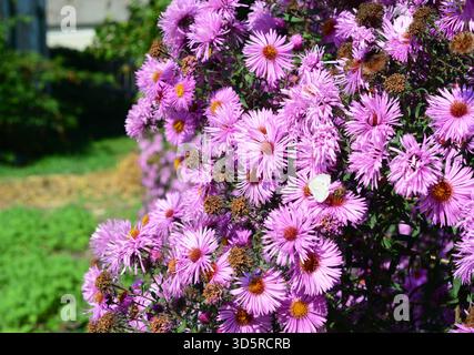 Ein zarter weißer Schmetterling liegt auf leuchtend violetten Astern in voller Blüte. Diese Blüten der Spätsaison sind eine wichtige Pollenquelle für Insekten vor W Stockfoto