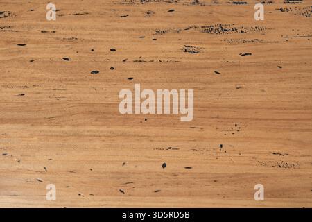 Moos und Flechten wachsen in den Rissen zwischen den alten Holzdielen und verleihen der Erdpalette einen grünen Touch. Stockfoto