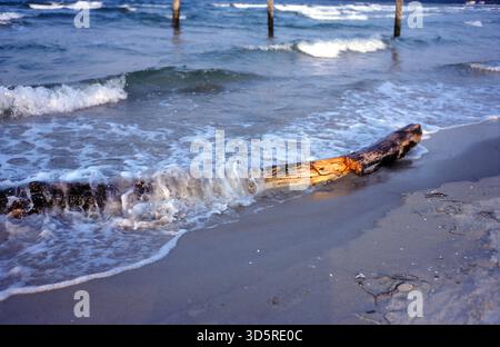 Die Grenze ist verschwunden, Westberliner können nun auch wieder ohne größere Formalitäten in den alten Berliner Bädern auf Usedom und Rügen schwimmen gehen, hier kann man die Brandung am Binzstrand mit Treibgut und Jetsam sehen [automatisierte Übersetzung] Stockfoto