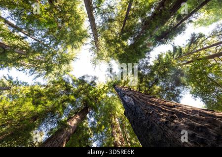 Blick nach oben in das Baumkronendach der Küstenmammutbäume im Henry Cowell Redwoods State Park in Kalifornien. Stockfoto