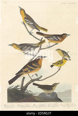 Dieser Druck von Robert Havell nach John James Audubon aus dem Jahr 1838 zeigt vier nordamerikanische Vögel: Bullock's Oriole, Baltimore Oriole, mexikanischer Goldfinch und abwechslungsreiche Soße, die ihre unverwechselbaren Farben, Gefieder-Muster und natürlichen Haltungen hervorheben. Stockfoto