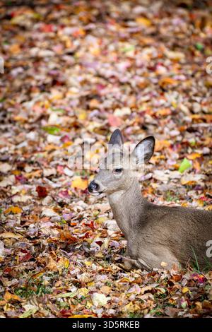 Weißwedelhirsch In Herbstlaub Arlington Virginia | ARLINGTON, Va. — Ein Weißwedelhirsch, Odocoileus virginianus, liegt zusammengerollt in einem Bett aus gefallenen Herbstblättern in Arlington, Virginia, sein grau-braunes Winterfell ersetzt das rötliche Sommerfell. Die Art ist der am weitesten verbreitete Hirsch in Nordamerika und hat sich gut an Vorstadthabitate in der Nähe von Washington, D.C. angepasst und legt sich oft in Laubmulch zur Tarnung und Isolierung hin. Stockfoto