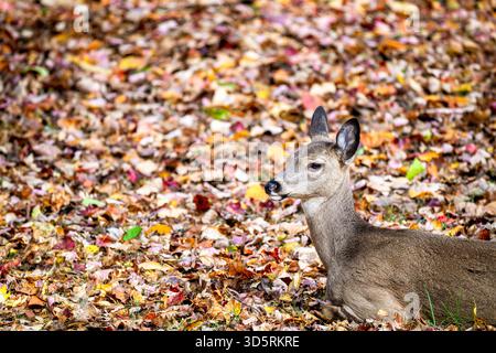 Weißwedelhirsch In Herbstlaub Arlington | ARLINGTON, Va. — Ein Weißwedelhirsch, Odocoileus virginianus, ruht tief zwischen verstreuten roten, orangefarbenen und gelben Blättern in Arlington, Virginia, seine Ohren sind gedreht, um den leisesten Klang zu erfassen. Die Art bleibt wachsam, selbst wenn sie sich niederlegt, und verlässt sich mehr auf Gehör und Geruch als auf Sehsinn, um Raubtiere zu erkennen, und ist in den Vororten von Nordvirginia ein häufiger Anblick geworden, da die Entwicklung die natürlichen Raubtiere reduziert und den Randhabitat erweitert hat. Stockfoto