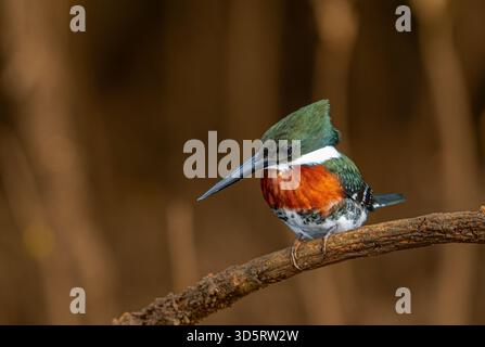 Amazonas Kingfisher (Chloroceryle amazona) thronte auf einem Ast in der Nähe von Süßwasserhabitat. Stockfoto