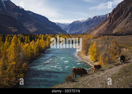 Ein sich windender türkisfarbener Fluss fließt durch goldene Herbstwälder in der Republik Altai, eingerahmt von zerklüfteten Bergen, während Kühe auf dem Hügel weiden. Stockfoto