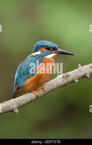 Eurasischer Eisvogel (Alcedo atthis) im Frühjahr, auf einem Ast über dem Damm eines kleinen Flusses, Tierwelt, Europa. Stockfoto