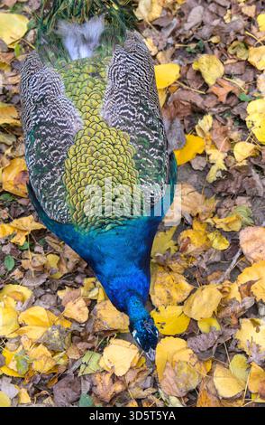 Federn auf dem Rücken eines Pfauens (Pavo cristatus) zwischen seinen Flügeln, in Nahaufnahme. Stockfoto