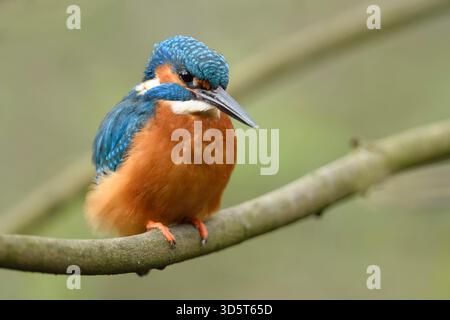 Eurasischer Eisvogel ( Alcedo atthis), männlicher, farbenfroher Vogel, auf einem Ast zur Jagd, detaillierte Frontalansicht, Tierwelt, Europa. Stockfoto
