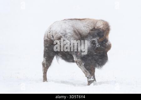 Amerikanischer Bison / amerikanischer Bison (Bison Bison) im Winter, während Schneesturm, rollendem Schnee, Lecken am Hinterbein, Yellowstone NP, Wyoming, USA. Stockfoto