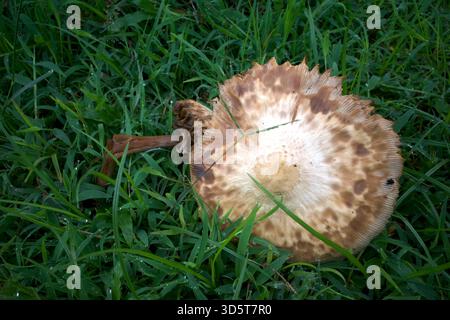 Alte Parasol-Pilze oder Macrolepiota procera auf einer Wiese während der Regenzeit in Indonesien. Stockfoto