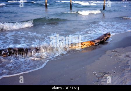 Die Grenze ist verschwunden, Westberliner können nun auch wieder ohne größere Formalitäten in den alten Berliner Bädern auf Usedom und Rügen schwimmen gehen, hier kann man die Brandung am Binzstrand mit Treibgut und Jetsam sehen [automatisierte Übersetzung] Stockfoto