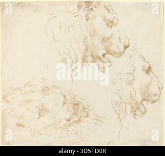 Eine detaillierte Studie eines Löwenkopfes von Stefano Della Bella, die Anatomie, Textur und Ausdrucksmerkmale in einer Zeichnung aus dem 17. Jahrhundert veranschaulicht. Stockfoto