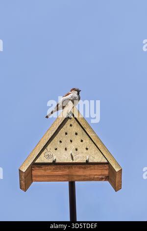 Haussperling (Passer domesticus) auf hölzernem Nistkasten Stockfoto