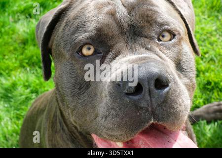 Nahaufnahme eines Cane Corso oder eines italienischen Mastiffs Stockfoto