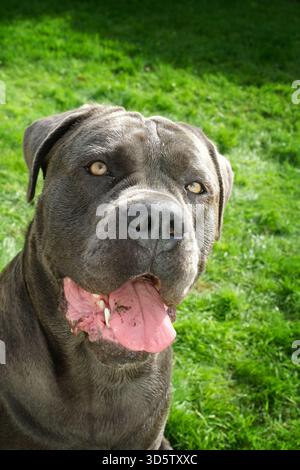 Nahaufnahme eines Cane Corso oder eines italienischen Mastiffs Stockfoto