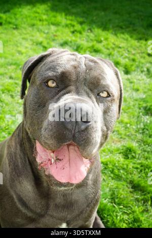 Nahaufnahme eines Cane Corso oder eines italienischen Mastiffs Stockfoto