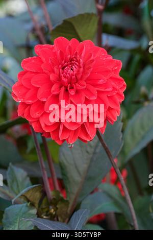 Dahlia Fire Mountain, dekorativ mit gezackten, dunklen Bronzeblättern, roten Blüten, fein umrandet mit gelb-orangen Blütenblättern in der Mitte Stockfoto