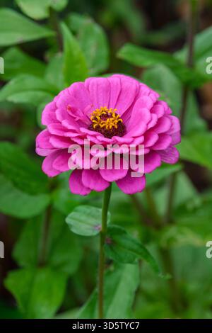 Zinnia elegans Purple Prince, Zinnia Purple Prince, helles rosa-lila, vollständig doppelte Blüten im Herbst Stockfoto