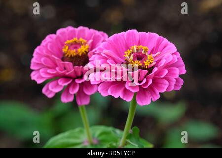 Zinnia elegans Purple Prince, Zinnia Purple Prince, helles rosa-lila, vollständig doppelte Blüten im Herbst Stockfoto
