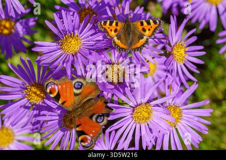 Nahaufnahme Makroaufnahme von Pfau und Schildpatt Schmetterling auf lila Aster Blumen. Stockfoto