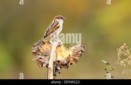 November 2025, Berlin: 01.11.2025, Berlin. Ein Hausspatzen (Passer domesticus) steht an einem Herbsttag auf einer toten Sonnenblume. Die Blütenblätter der Blume sind abgefallen, aber es gibt noch Samen im Kopf. Die Fettsamen sind ein beliebtes Futter vieler Vögel. Die Sonnenblumen im Herbst länger im Garten zu lassen, bietet natürliches Vogelfutter. Foto: Wolfram Steinberg/dpa Foto: Wolfram Steinberg/dpa Stockfoto