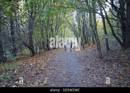 Herbstpfad Führen Sie durch einen grünen Waldweg Stockfoto