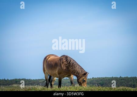 Ein Exmoor-Pony streift durch die grasbewachsenen Dünen der niederländischen Insel Texel. Stockfoto