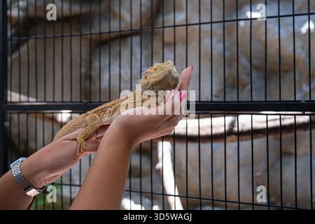 Eine Frau, die einen erwachsenen bärtigen Drachen in den Händen hält. Stockfoto