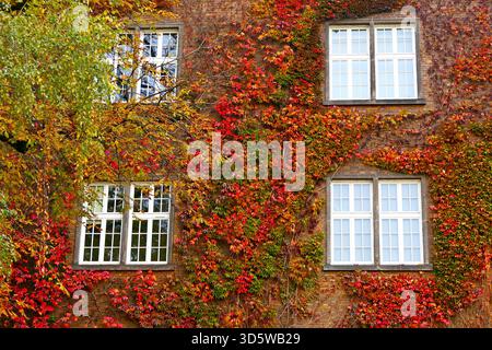 Die Fassade eines alten Gebäudes in Krakau, Polen, bedeckt mit Efeu in hellen Herbstfarben Stockfoto