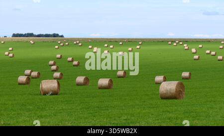 Heuballen, die für den Winter gelagert werden, werden im Spätsommer in Stonehenge, Wiltshire, England, auf einer grünen Wiese angelegt. Stockfoto