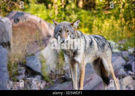 Grauwolf (Canis Lupus), der im Lebensraum eines Felsenwaldes im Osten Kanadas steht. Stockfoto