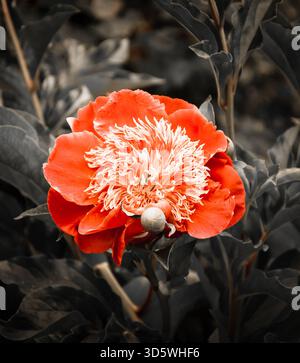 Rote Pfingstrosenblüte (Paeonia lactiflora) mit Knospen. Vintage-Farbfoto. Stockfoto