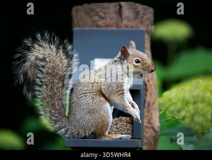 Graues Eichhörnchen isst Nüsse und Samen auf einem Eichhörnchenfutter, Großbritannien. Stockfoto