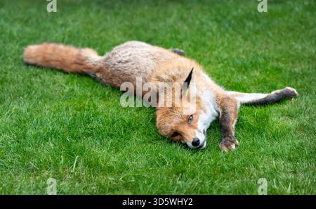 Ein verspielter, entspannter wilder Rotfuchs (Vulpes vulpes) liegt auf seiner Seite auf einem lebhaften grünen Rasen, Großbritannien. Stockfoto