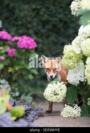 Ein wildes Jungfuchs (Vulpes vulpes), das auf einem Gartenweg steht, umgeben von weißen und rosa Hortensie-Blüten und grünem Laub in einer natürlichen Summe Stockfoto