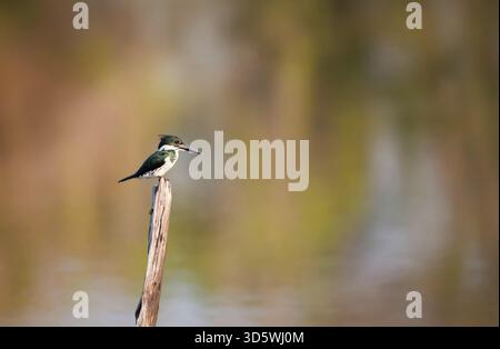 Eine wunderschöne wilde weibliche grüne Eisvogel (Chloroceryle americana) thront auf einem toten Holzpfosten entlang des Wassers in den üppigen Pantanal-Feuchtgebieten von Brazi Stockfoto