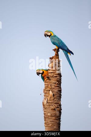 Zwei wunderschöne wilde blau-gelbe Aras (Ara arararauna), die auf einem toten Palmenstamm thronen, einer darüber und einer, der aus einem Nestloch in einem natürlichen en blickt Stockfoto