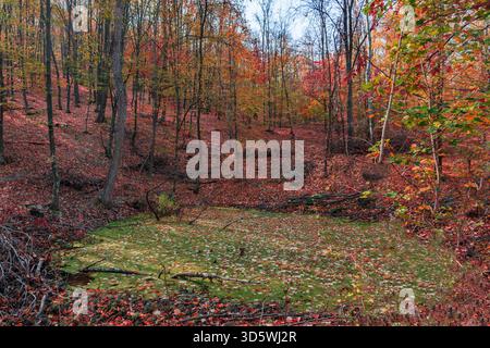 Ein herbstlicher Wald mit hohen Bäumen und einem mit Blättern bedeckten Teich, in dem grüne Algen auf warmes Laub treffen. Stockfoto