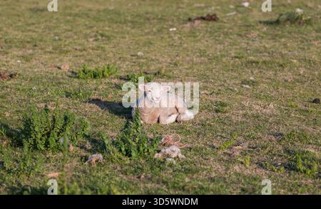 Süßes kleines Lamm, das auf der Gras sitzt und dich anschaut Stockfoto