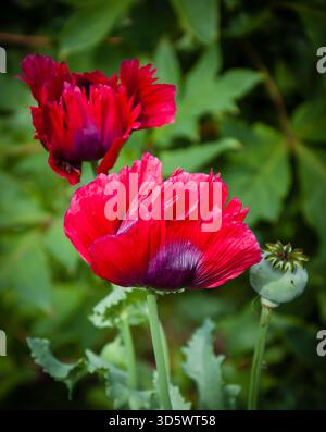 Zwei rote Mohnblumen und Samenkästchen im Garten. Stockfoto