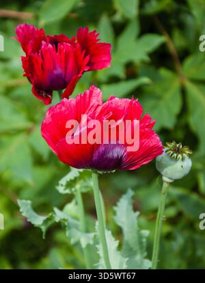 Zwei rote Mohnblumen und Samenkästchen im Garten. Stockfoto