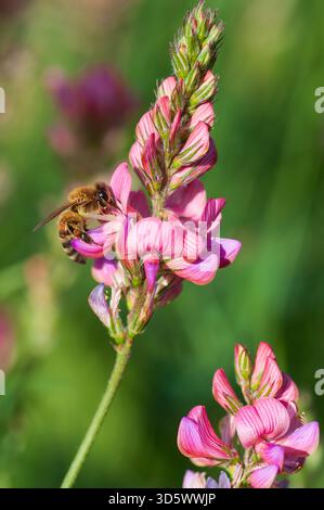 Italien, Lombardei, Valtellina, Bormio, Bienen sammeln Pollen auf ungarischem Sainfoin, Onobrychis Arenaria Stockfoto