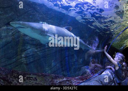 Sealife Aquarium, Sydney, New South Wales, Australien Stockfoto