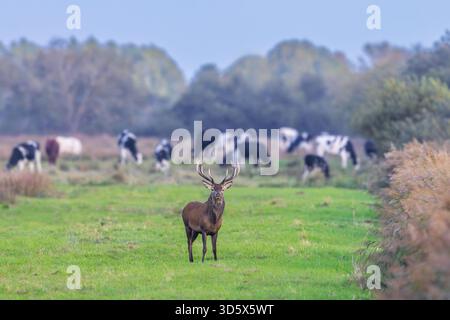 Rothirsch (Cervus elaphus) Hirsch mit großen Geweihen auf der Wiese mit Kühen im Herbst/Herbst Stockfoto