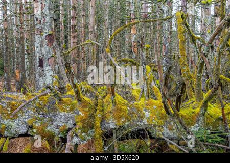 Tote Fichten im Wald des Harzes im Herbst, Schäden durch Rindenkäfer-Befall, Nationalpark Harz, Sachsen-Anhalt, Deutschland Stockfoto