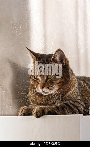 Ernsthafte Tabbykatze mit grünen Augen und gestreiftem Fell, Nahaufnahme auf weißem Schrank vor strukturierter Wand. Detailliertes Katzenporträt, fokussieren Sie sich auf die Pfoten und drücken Sie sich aus Stockfoto
